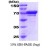 SDS-Page: GRP78 Protein [NBC1-18378] - BIP, 71 kDa (640 aa) with a purity of 90% by SDS - PAGE